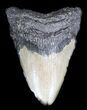 Bargain, Megalodon Tooth - North Carolina #36259-1
